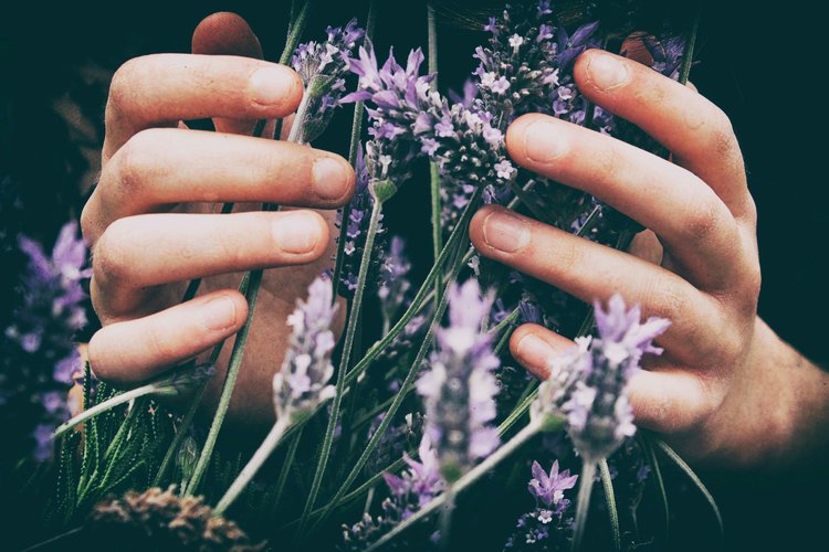 Hands gently holding fresh lavender flowers, showcasing the vibrant purple blooms and green stems, emphasizing a connection to nature and floral beauty.