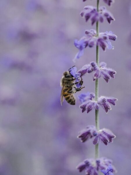 Close-up of a honeybee collecting nectar from delicate lavender flowers, surrounded by a soft-focus purple background, highlighting the importance of pollinators in nature.