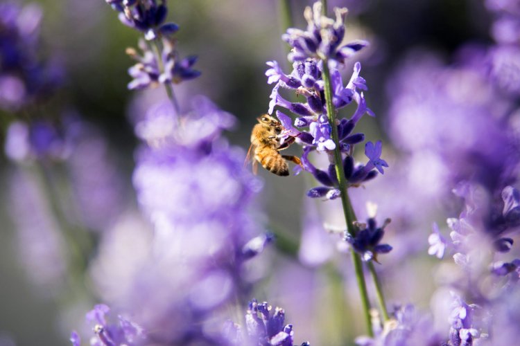 Honeybee collecting nectar from lavender flowers in a vibrant garden setting, with blurred purple blooms in the background.